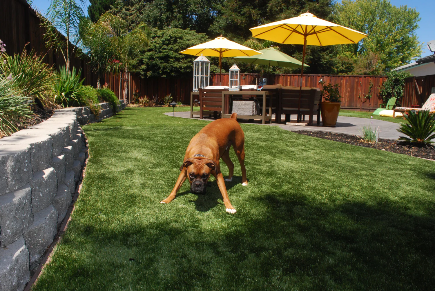 An energetic boxer dog running on pet-safe artificial turf in a beautifully maintained Toronto backyard with patio seating and bright yellow umbrellas.
